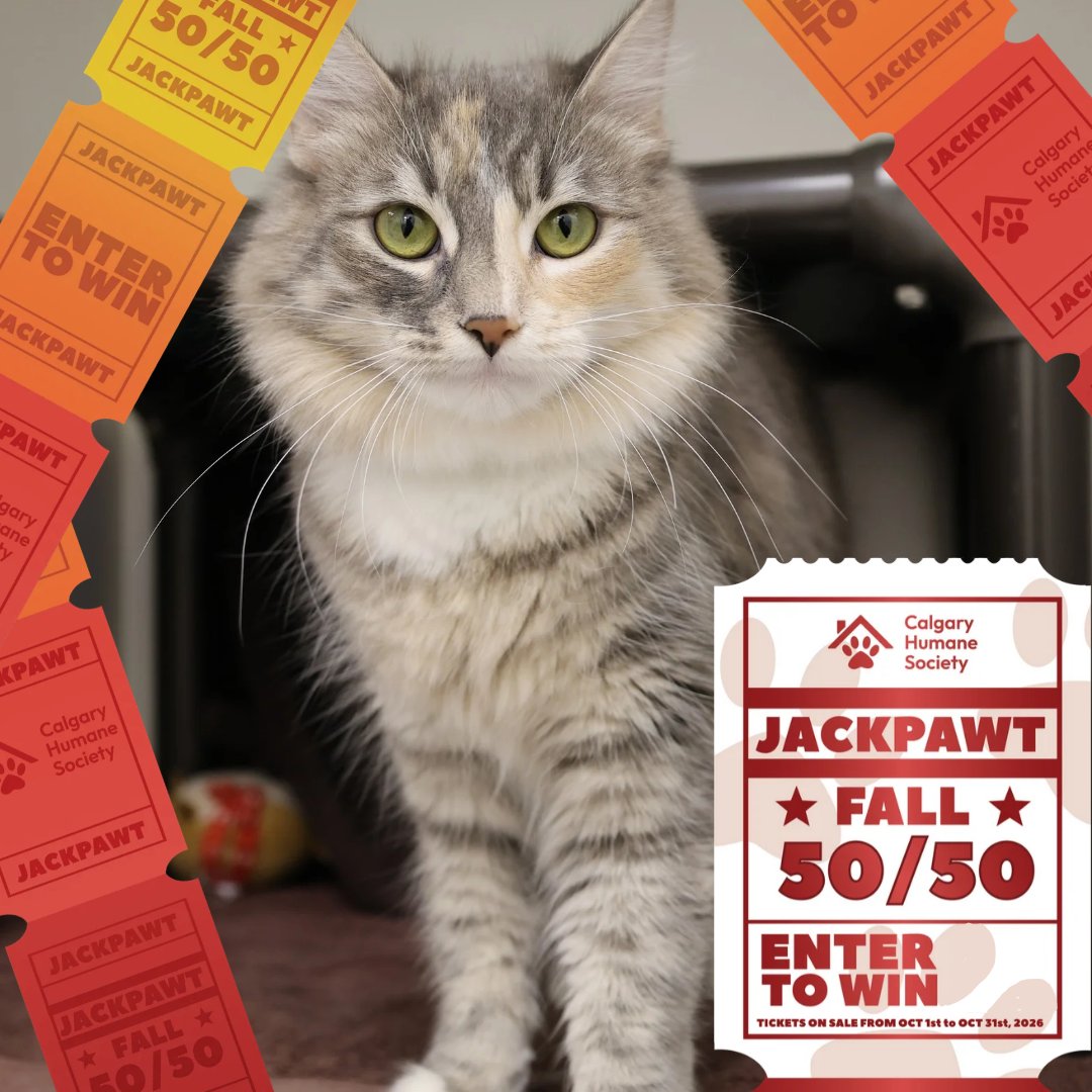 CalgaryHumane's tweet photo. Fall 50/50 JackPAWT is over $20K 🎉☀️! Help us meet our goal of $130K! Doing the math, that means $65K for the winner💰🎫!

We still have the whole month to go but we don’t want the momentum to stop now! 

Get your tickets today! https://t.co/yvlxRAo0ug

#YYC #Alberta https://t.co/NSVUHMBOKl