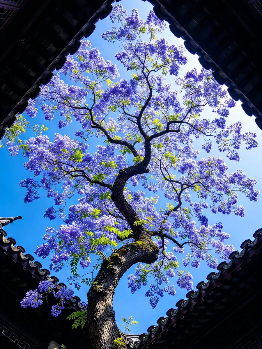 sehviyat's tweet photo. Blooming purple jacaranda tree courtyard. https://t.co/dboGRf1TrR