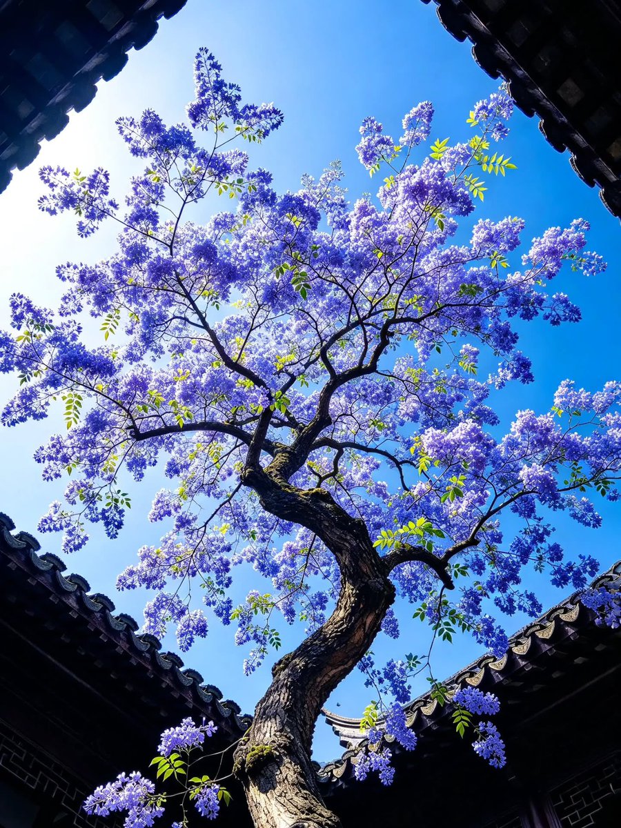 sehviyat's tweet photo. Blooming purple jacaranda tree courtyard. https://t.co/dboGRf1TrR