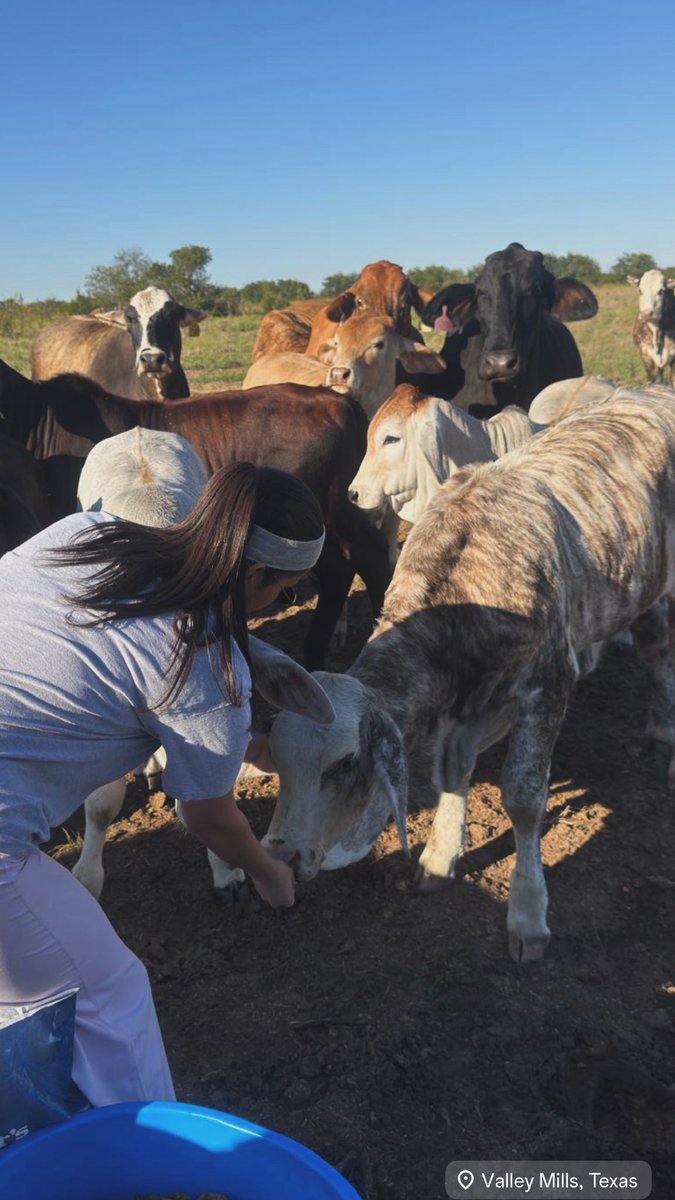 glsalgado_26's tweet photo. My happy place 🐮💕 https://t.co/SbT9HHjfEe