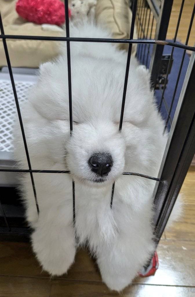 sadaharu__0905's tweet photo. むぎゅ〜〜〜

#仔サモエド https://t.co/hfZCFthokh