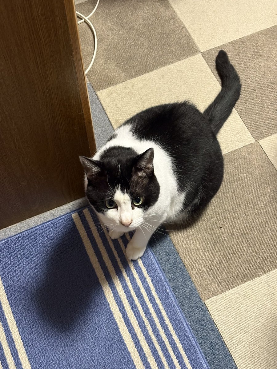 Za3K44's tweet photo. おはよう
#柴犬と猫 https://t.co/mQzGj5uFsi