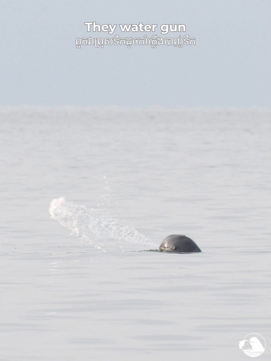 Kayvibol's tweet photo. Kratie mekong dolphin Irrawaddy https://t.co/XTHnBxwbQy