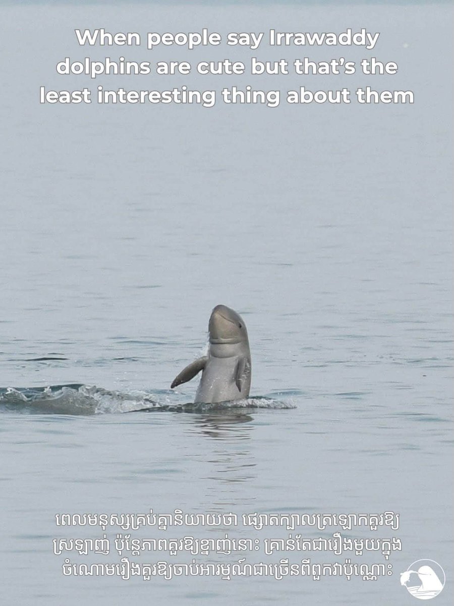 Kayvibol's tweet photo. Kratie mekong dolphin Irrawaddy https://t.co/XTHnBxwbQy