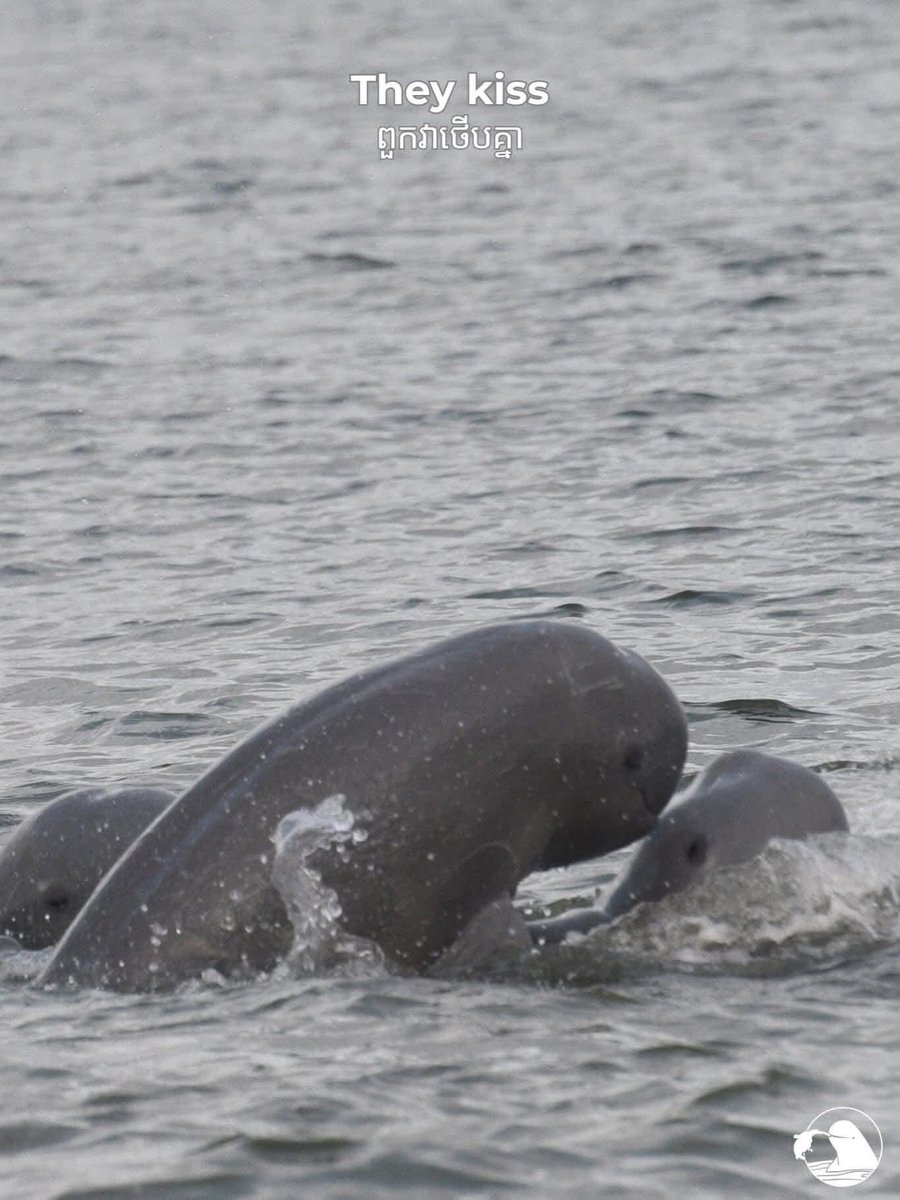 Kayvibol's tweet photo. Kratie mekong dolphin Irrawaddy https://t.co/XTHnBxwbQy