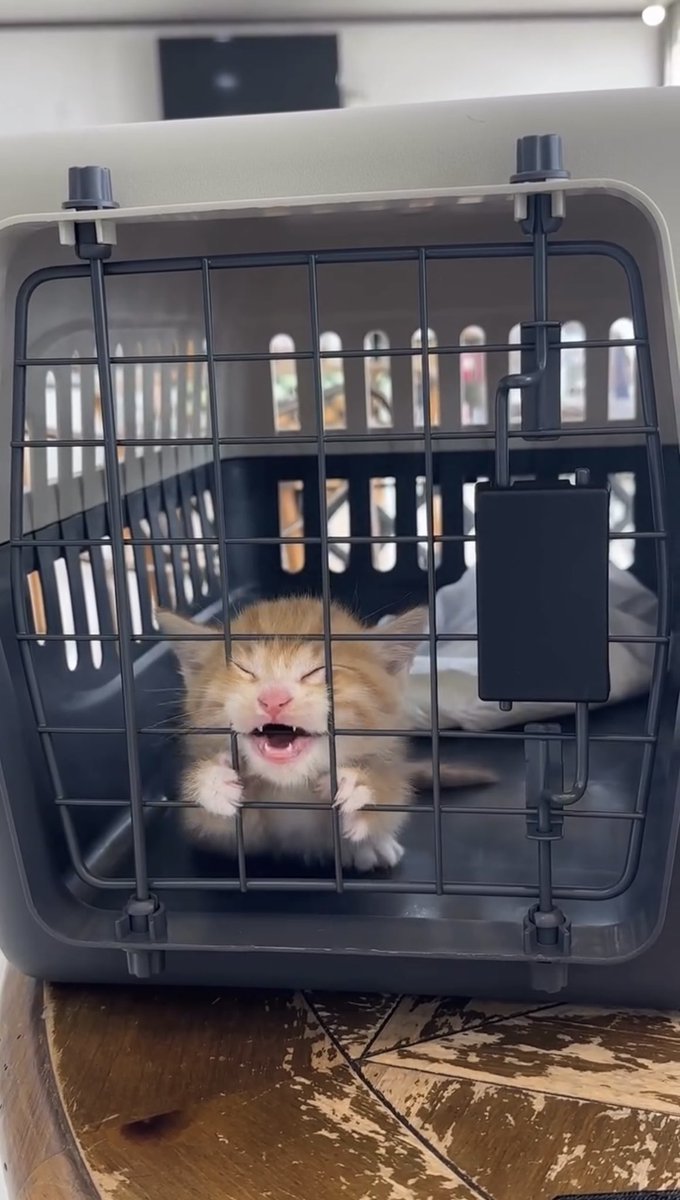 NoCatsNoLife_m's tweet photo. Prisoner being transported to the vet attempts a daring escape. 😂 https://t.co/YMe7sdHDQU