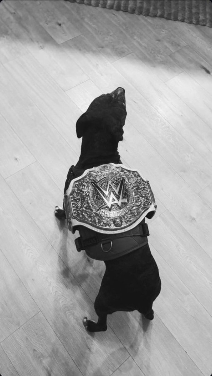 LaOscuraAngel's tweet photo. Even he’s the champion. https://t.co/DKQM3HNcc2