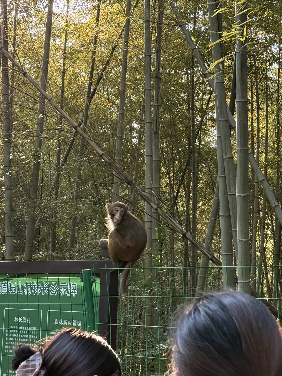 ZEPH2DAMOON's tweet photo. Ape on solana:CTPoyCwkjMvoJwU4xvZZqoD8tiYk6yDchySiN5gGpump https://t.co/AOzFfF19xK