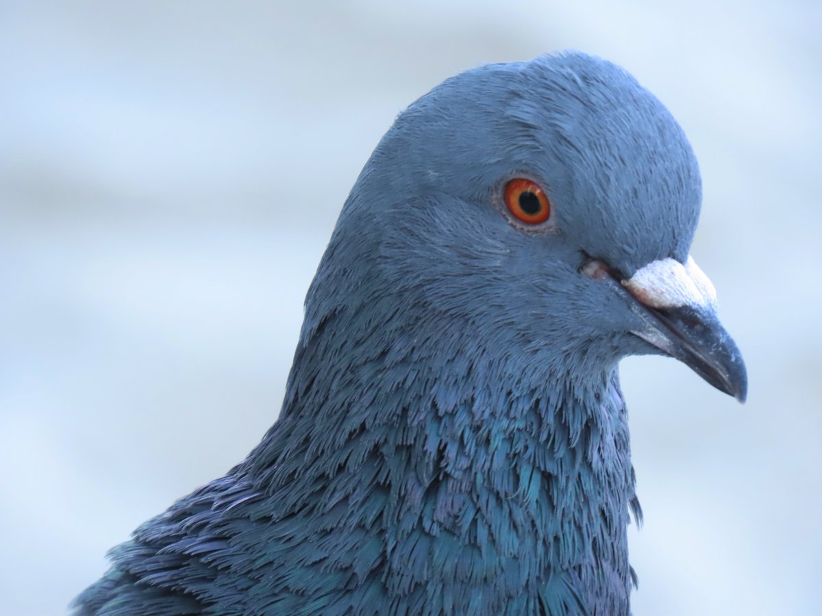 patricinicoloso's tweet photo. Pombo-doméstico/Rock Pigeon
Columba livia
#animal #animais #animals #fotografias #photo #birdwatching #floripa #photos #birding #fotos #Florianopolis #SantaCatarina #photography #bird #dove #pigeon #birds #Ave #aves #asavesqueeuencontro #patricianicoloso #BirdsOfTwitter https://t.co/2jmOlINq9Z