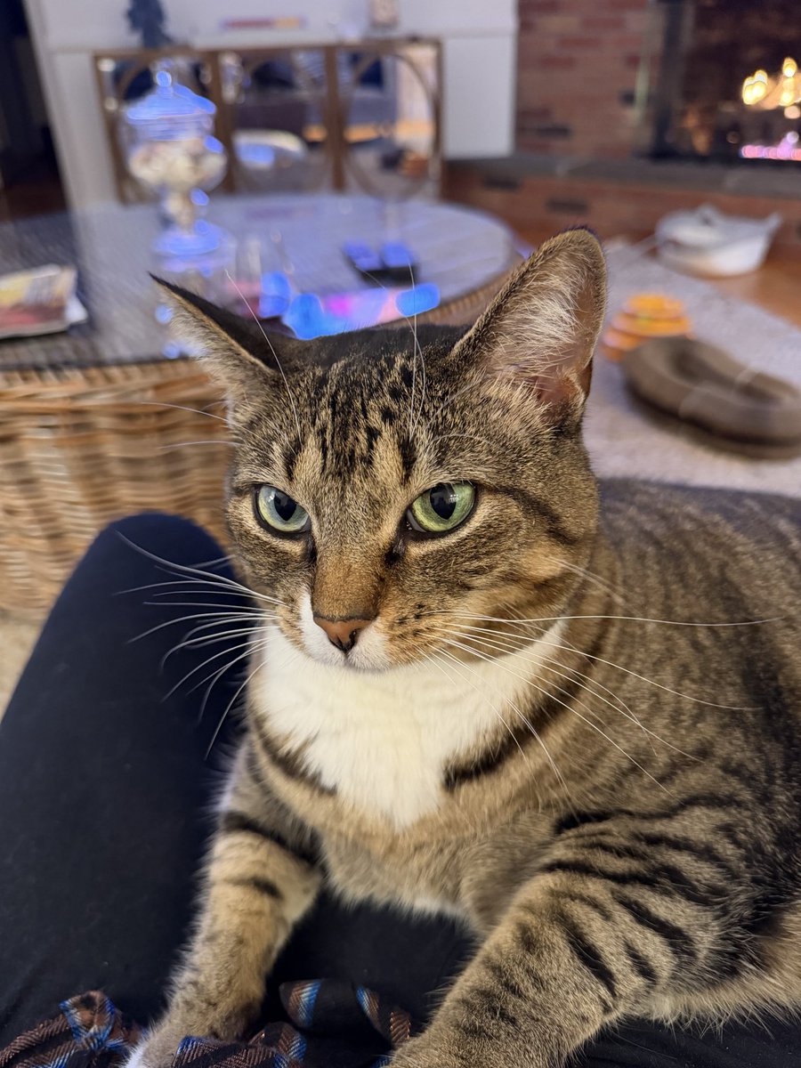 Eliz_Realtor's tweet photo. @Casumptious Tabby’s are the best.  Please save him! https://t.co/EN8ryBXi7N