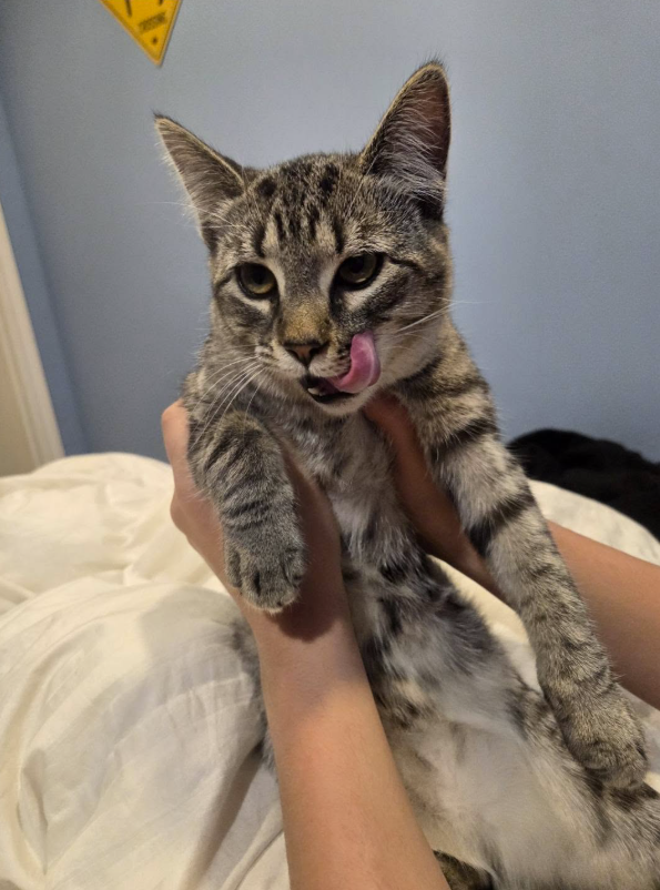 GuelphLostPets's tweet photo. SEEKING OWNER. Young brown tabby short-hair cat found near Hwy 6 &amp; East Garafraxa in #Fergus on Oct 6. Safe with finder; will be checked for a microchip. If he/she is yours or you have any info contact Elizabeth via https://t.co/KUG2G05YOr or let us know. https://t.co/Djnlcg1QNW