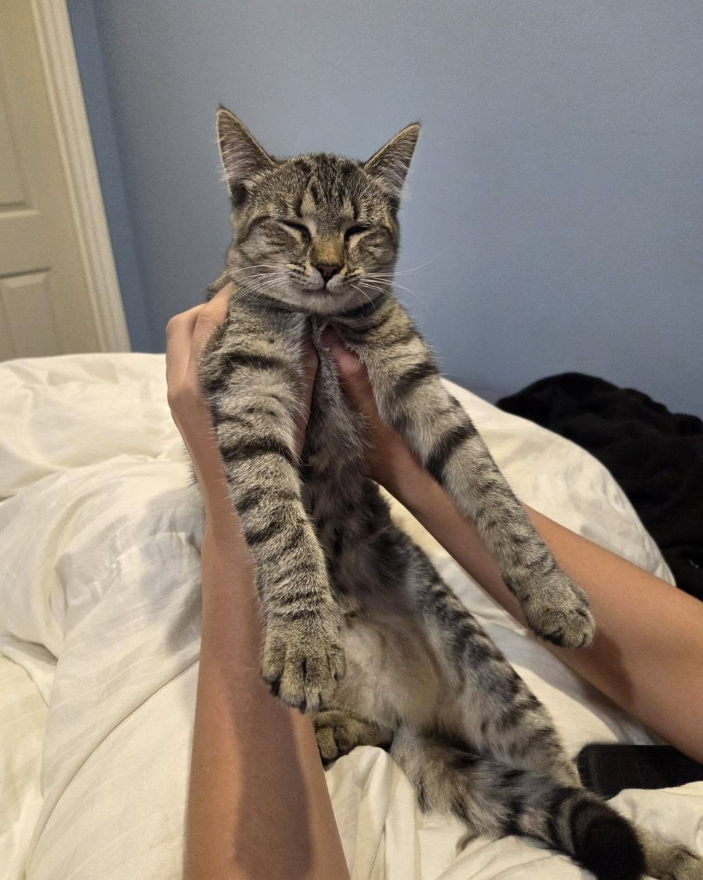 GuelphLostPets's tweet photo. SEEKING OWNER. Young brown tabby short-hair cat found near Hwy 6 &amp; East Garafraxa in #Fergus on Oct 6. Safe with finder; will be checked for a microchip. If he/she is yours or you have any info contact Elizabeth via https://t.co/KUG2G05YOr or let us know. https://t.co/Djnlcg1QNW