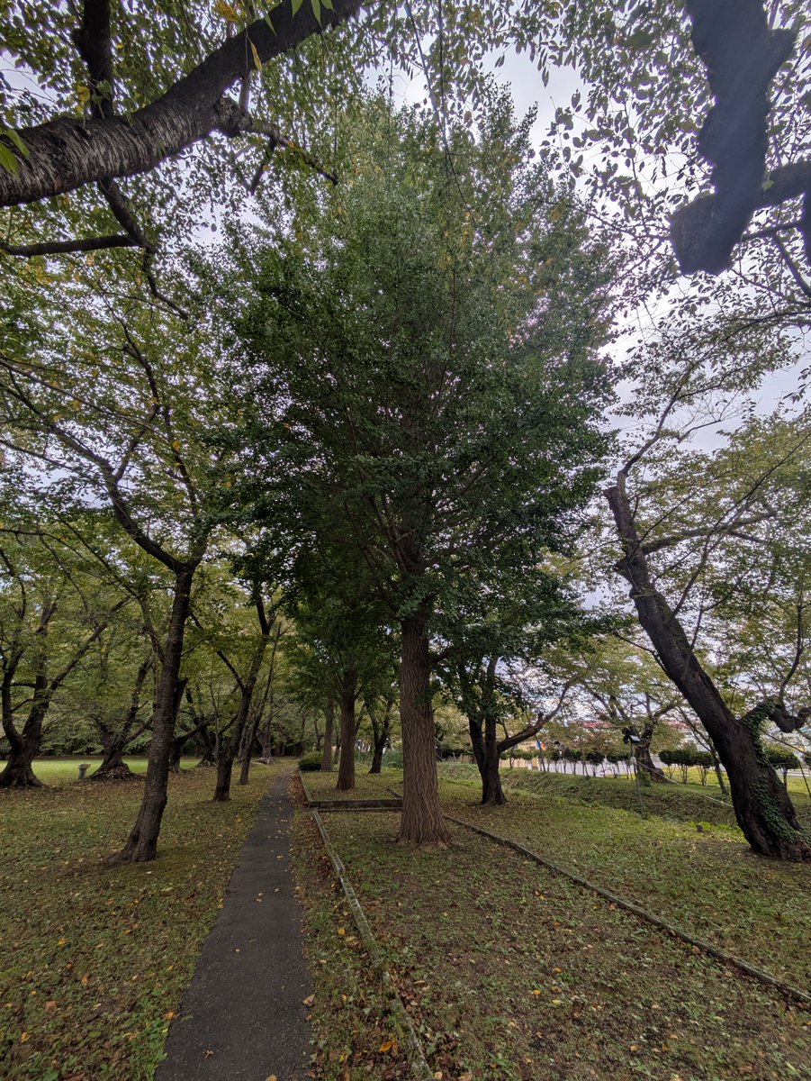 e3RtZdZZn2xH8dh's tweet photo. おはようございます😊
芦野公園、今は 曇り空⛅️
天気予報は、晴れ予報☀

イチョウは、まだ紅葉していませんが
沢山の実が落ちています🤗

秋食堂 営業中です🙂‍↕️

#秋食堂
＃みそおでん
#芦野公園
#津軽鉄道
#走れメロス https://t.co/vz4076RVPY