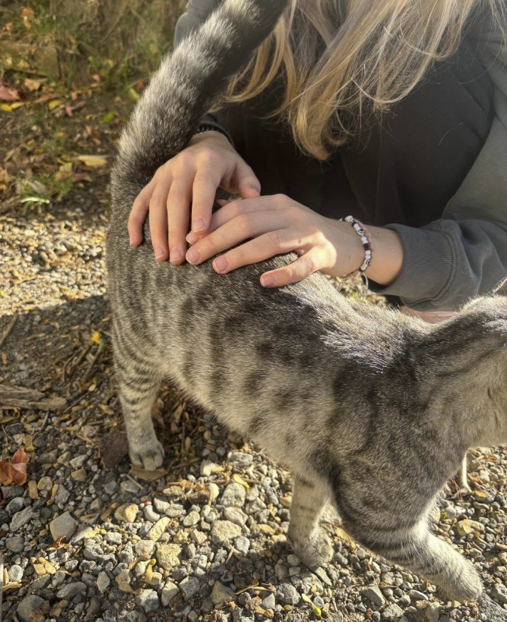 GuelphLostPets's tweet photo. SEEKING OWNER. Young brown tabby short-hair cat found near Hwy 6 &amp; East Garafraxa in #Fergus on Oct 6. Safe with finder; will be checked for a microchip. If he/she is yours or you have any info contact Elizabeth via https://t.co/KUG2G05YOr or let us know. https://t.co/Djnlcg1QNW
