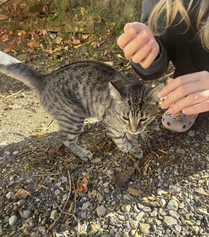GuelphLostPets's tweet photo. SEEKING OWNER. Young brown tabby short-hair cat found near Hwy 6 &amp; East Garafraxa in #Fergus on Oct 6. Safe with finder; will be checked for a microchip. If he/she is yours or you have any info contact Elizabeth via https://t.co/KUG2G05YOr or let us know. https://t.co/Djnlcg1QNW