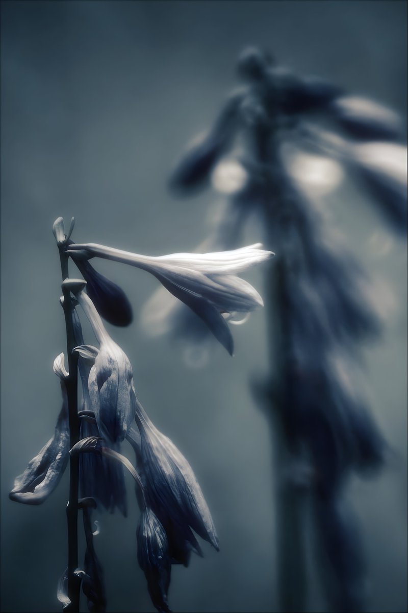 drystknights's tweet photo. The Veil Remains
#写真
#photo
#Reflexlens
#LuminousVeil https://t.co/jKw6aRzNnl