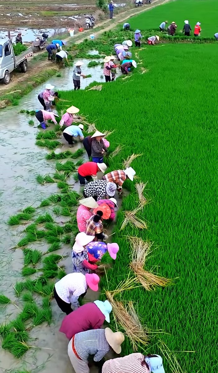 EmilySande2gbu's tweet photo. Freshly harvested rice fields: workers刈 the crops, wash tools by the stream, where clear water涌s, a tidy barn shows the villagers�� hard work—no one赖s luck, just neat efforts that make a面貌 of harvest. https://t.co/uGEJWGL08a