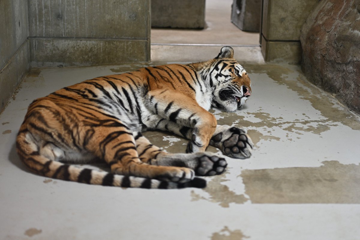uber_tiger's tweet photo. ショウヘイ🐅
#天王寺動物園 #アムールトラ https://t.co/HSjvZIQdwy