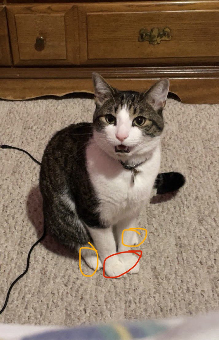 toromisuu's tweet photo. the paws in the red circle are his hands and the ones in the orange circle are his feet AM I CRAZY https://t.co/KkHsuLyKbJ