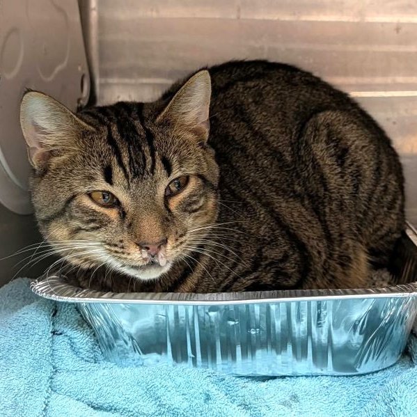 sachikoko's tweet photo. 🆘URGENT🆘PLEDGES NEEDED🆘🙏🏾PLZ SHARE🆘
🙏🏾PLZ #PLEDGE 2 SAVE MY LIFE
💰Goal Is $150
💝Sweet 2YO Brown #Tabby Kitty "TIMBER"💝
⚕️Sick With A URI
📢In Shelter Since 9/20/26
🚨Needs Adoption Or Rescue🚨
▶️ID 22751 https://t.co/QzKs3qN8Yy
🙏🏽#AdoptDontShop
#Marietta, #GA @cobbkitties https://t.co/KoN3nNG42z