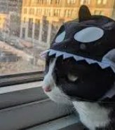 guhhhonchain's tweet photo. So orca cat is at 100k right now 

but the official twitter literally replied to a coin of an official orca cat on their platform last year

This seems like this should be the obvious runner paired to orca
https://t.co/Bct81GuAfO https://t.co/gGo8RQdH7w