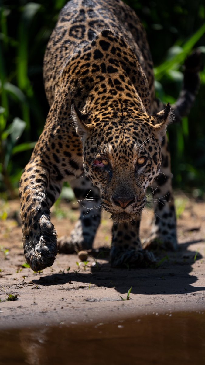 jordanfilms's tweet photo. 🐆 Pantanal Brazil 🇧🇷 what an epic 10 days!

The only place in the world jaguars have adapted to eating crocodiles right out of the water. 

#wildlife #photography https://t.co/WZlz020hir