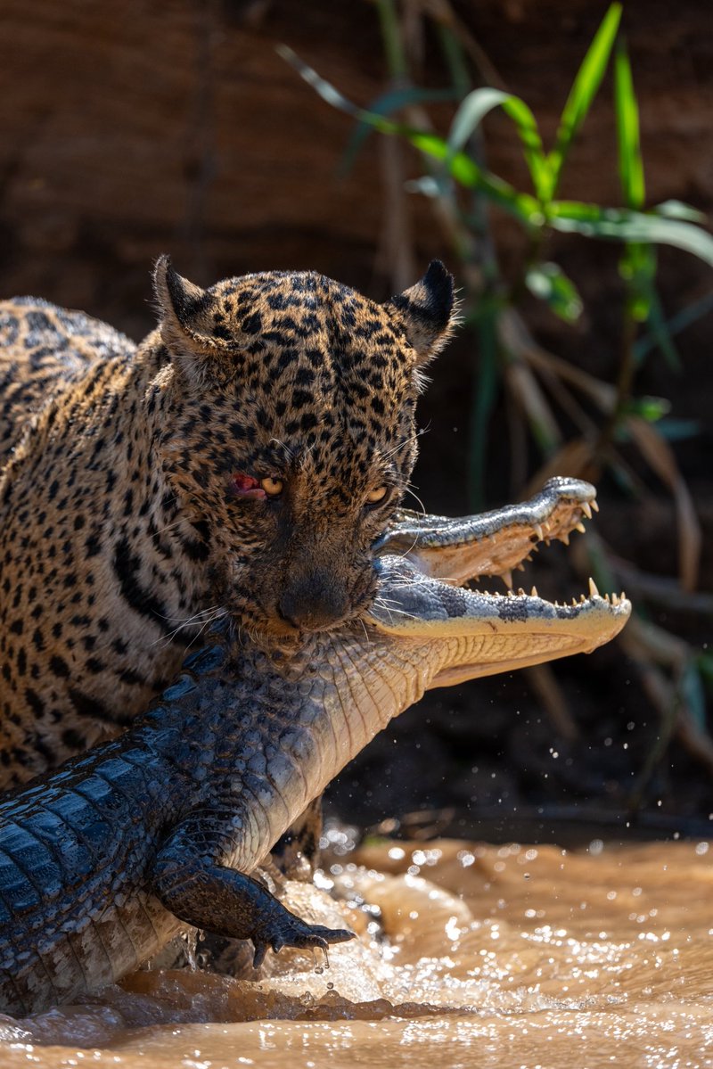 jordanfilms's tweet photo. 🐆 Pantanal Brazil 🇧🇷 what an epic 10 days!

The only place in the world jaguars have adapted to eating crocodiles right out of the water. 

#wildlife #photography https://t.co/WZlz020hir