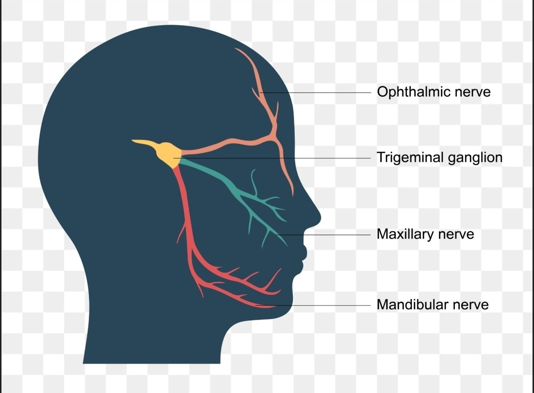 malsheep56's tweet photo. It's Trigeminal Neuralgia awareness day today 🩵 

It can last seconds, minutes, hours, days, weeks, months or years.

Ask me how I know.

It is known as the s+!cide disease, and is one of the top 3 most painful conditions known and described.

Rare conditions, rare experience 🩵 https://t.co/tach0dtZLA