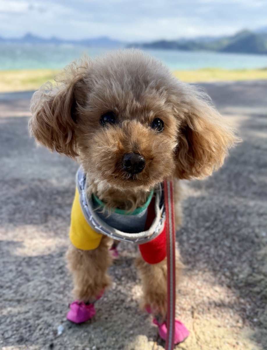 T2Rf7's tweet photo. あと4ヶ月で14歳シニア犬1kmさんぽ🐾

ここあがうちに来てから、13年。

ずっと私の話し相手でいてくれた。

「ここあ〜」って呼べば振り向いて、
何か話しかければ、ちゃんとこっちを
見てくれて。

それが最近、
話しかけても返事がない。

ここあ、すぐ隣にいるんだけどな。

家の中に私ひとり、
取り残されたみたいで。

さみしい。かなしい。
まだ、いやだよ。

いつかは…って思っていたけど、
こんなふうに急に聞こえなくなるのかな。

中耳炎や外耳炎など、
耳の病気が原因なら治ることもあるのかな。

まだ、わからない。

だから今日も
「ここあ、ここあ」っていっぱい呼ぶよ。

もう一度、
いつものように振り向いてほしい。

ここあの「なぁに？」が
もう一度聞きたいよ……🐶

#トイプードル #シニア犬