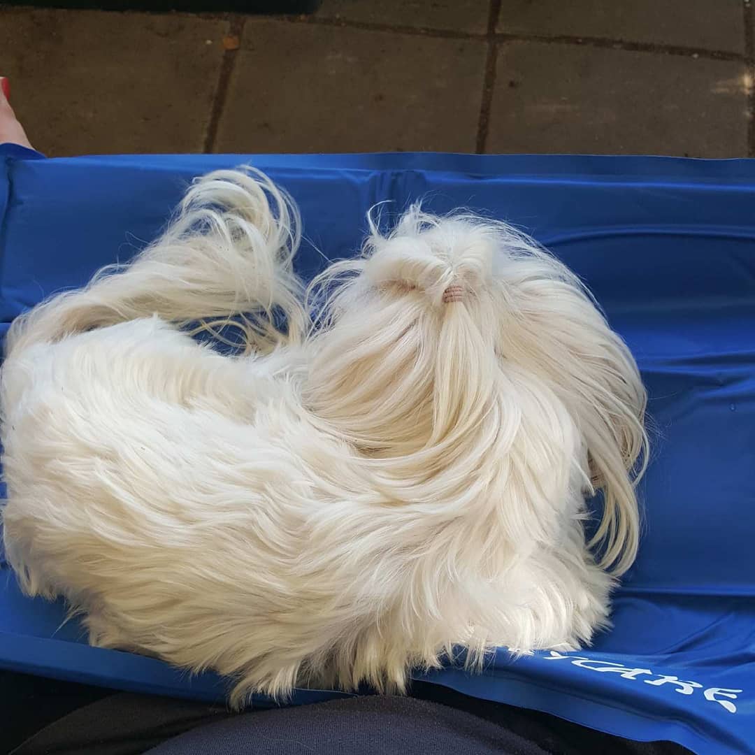 kurtkoe_8ulzc's tweet photo. Mommy, her cooling pad, and me on her knee! https://t.co/BmgrwHgMuj