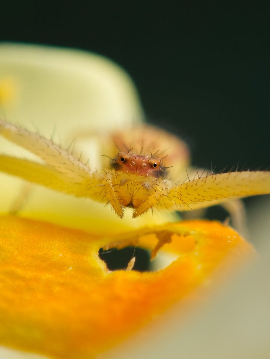 DanNotSoGTS's tweet photo. Some pics I took of the Northern Crab Spider. I love these little goobers, they just look so silly and unserious with their little eyes and crazy hair https://t.co/wfLNhFYPLU
