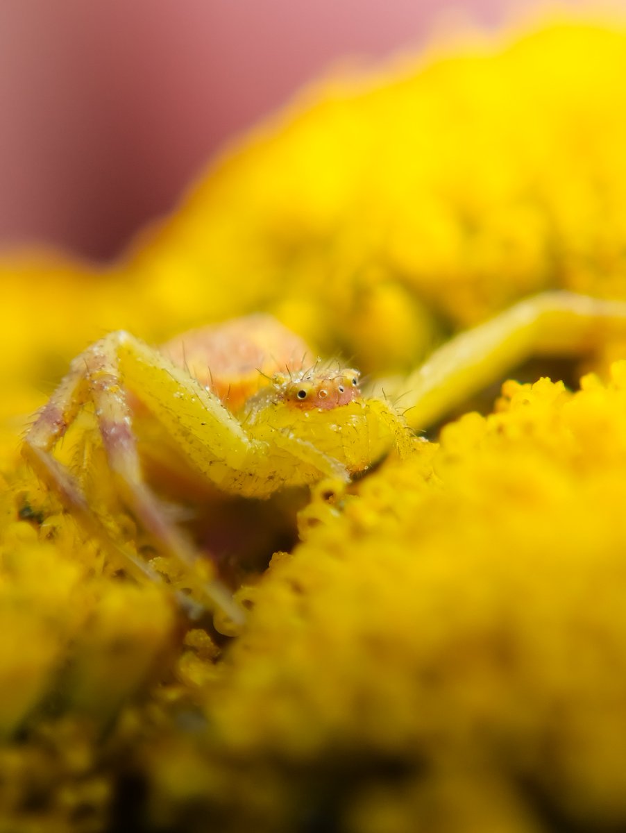 DanNotSoGTS's tweet photo. Some pics I took of the Northern Crab Spider. I love these little goobers, they just look so silly and unserious with their little eyes and crazy hair https://t.co/wfLNhFYPLU