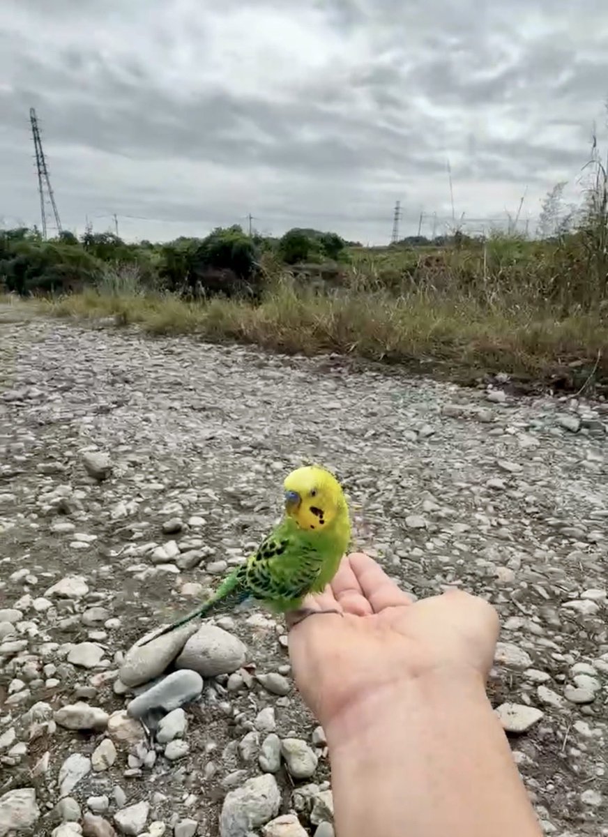 YoonTas's tweet photo. 迷子のセキセイインコを保護し最寄りの交番へ届けました。
埼玉県東松山市を流れる都幾川の河川敷にて。とても人懐こくお利口さんなセキセイインコ🦜
東松山唐子駐在所でお巡りさんが預かってくださっています。
飼い主様に無事届きますように🙏
#迷い鳥 #迷子インコ
#セキセイインコ #拡散希望 https://t.co/asrDaSY2DL