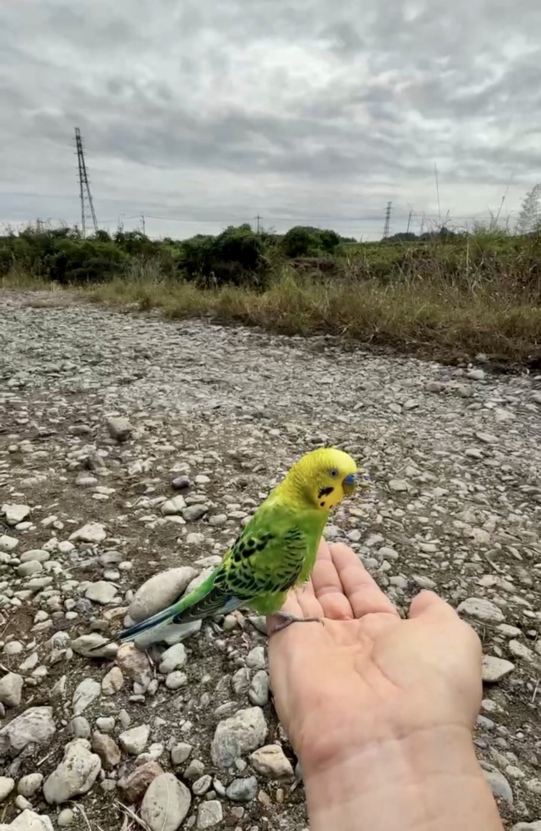 YoonTas's tweet photo. 迷子のセキセイインコを保護し最寄りの交番へ届けました。
埼玉県東松山市を流れる都幾川の河川敷にて。とても人懐こくお利口さんなセキセイインコ🦜
東松山唐子駐在所でお巡りさんが預かってくださっています。
飼い主様に無事届きますように🙏
#迷い鳥 #迷子インコ
#セキセイインコ #拡散希望 https://t.co/asrDaSY2DL