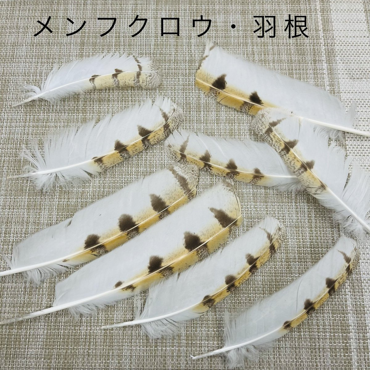 selectshop_mix's tweet photo. メンフクロウ・羽根🪶　追加♪ https://t.co/RwcZt15ssU