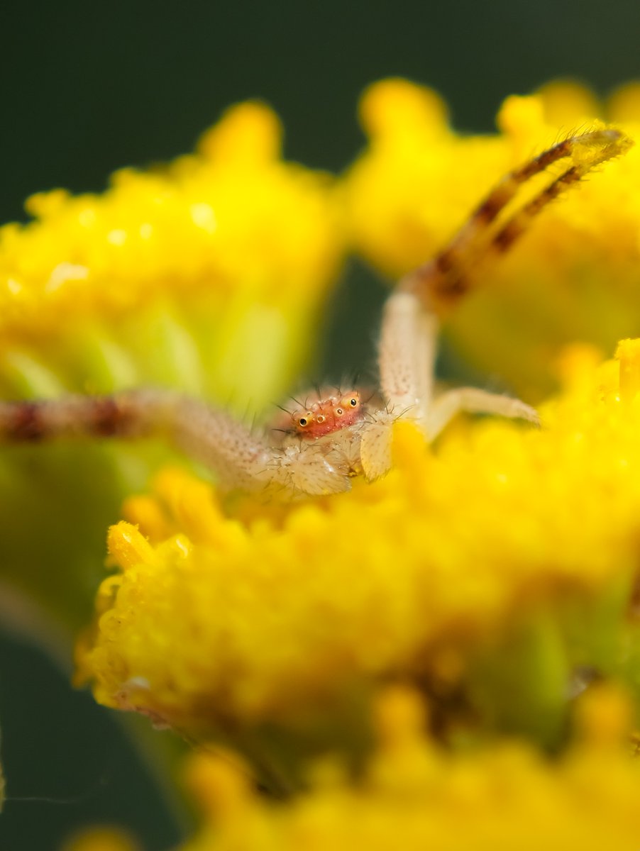 DanNotSoGTS's tweet photo. Some pics I took of the Northern Crab Spider. I love these little goobers, they just look so silly and unserious with their little eyes and crazy hair https://t.co/wfLNhFYPLU