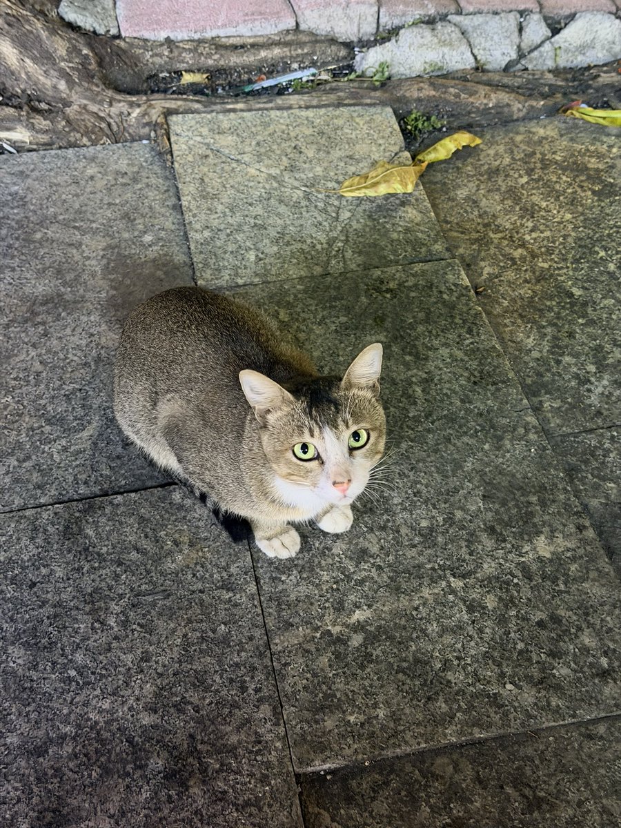 chnchngzi's tweet photo. 兔咪。#小猫 #互关 https://t.co/R0tIRJfu3N
