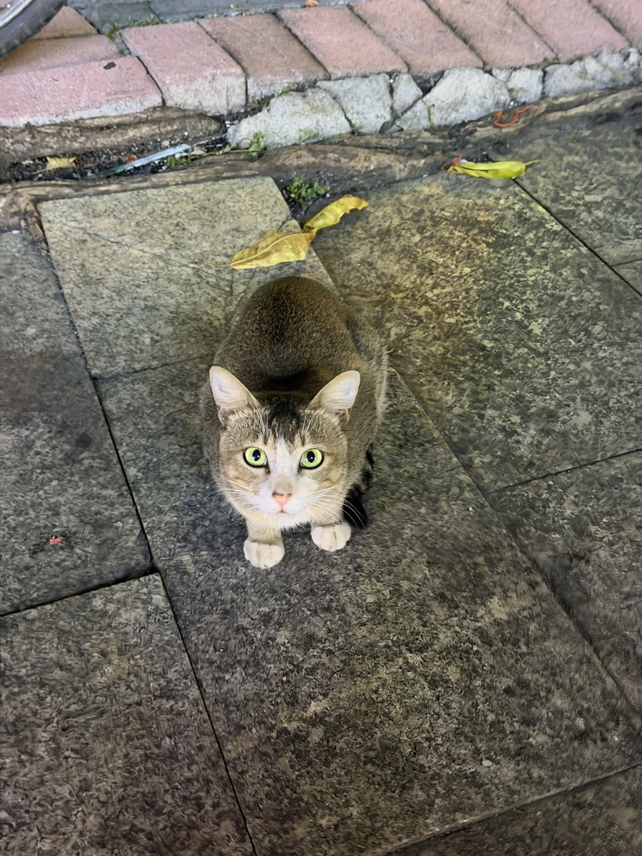chnchngzi's tweet photo. 兔咪。#小猫 #互关 https://t.co/R0tIRJfu3N