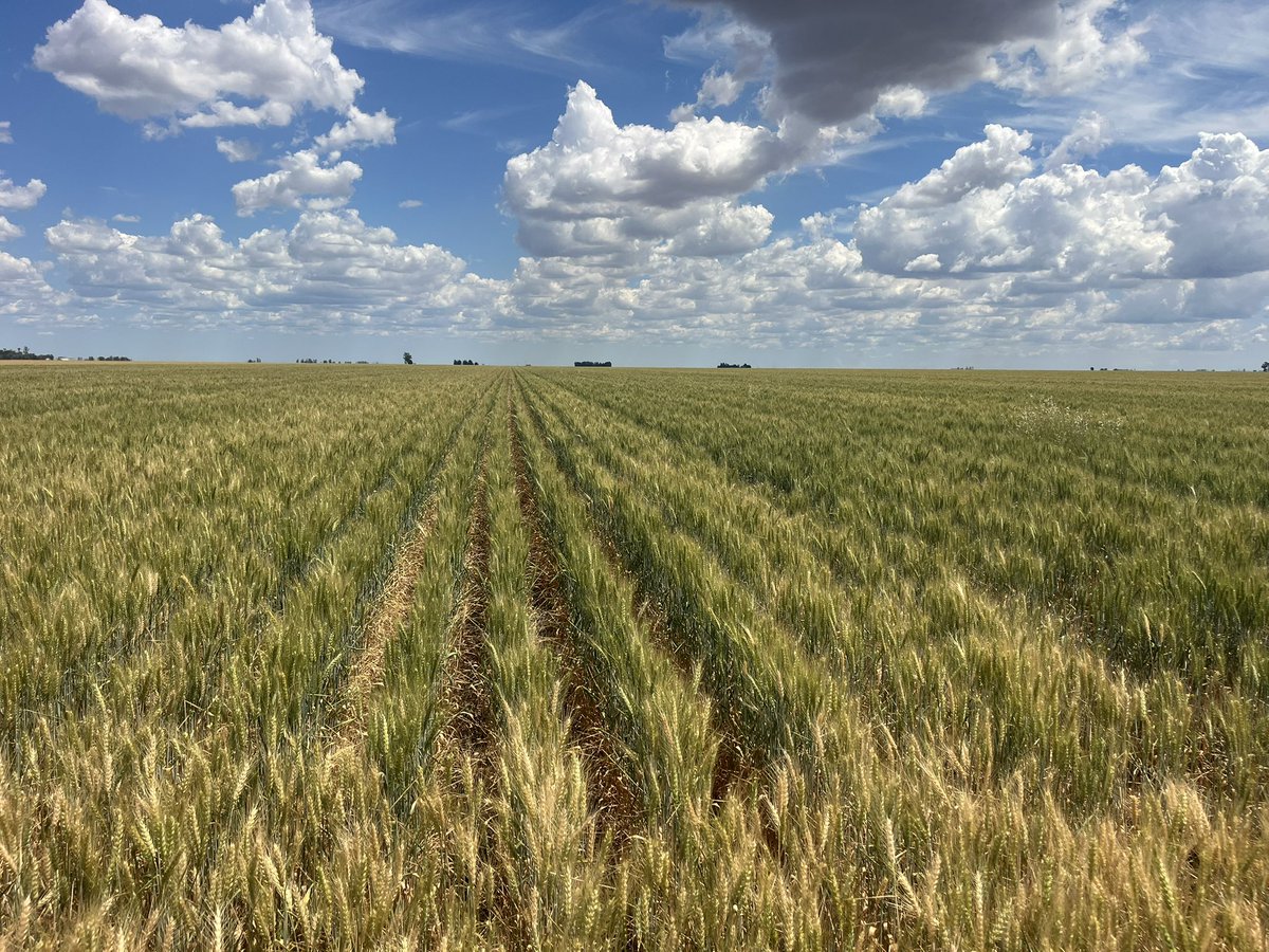 dburner996's tweet photo. The Darling downs #ElNino curse delivered again! 

Happy to have something to harvest after 24mm in crop rain. Good subsoil moisture and 65mm in May did the heavy lifting. https://t.co/f6JyPkuy0Q