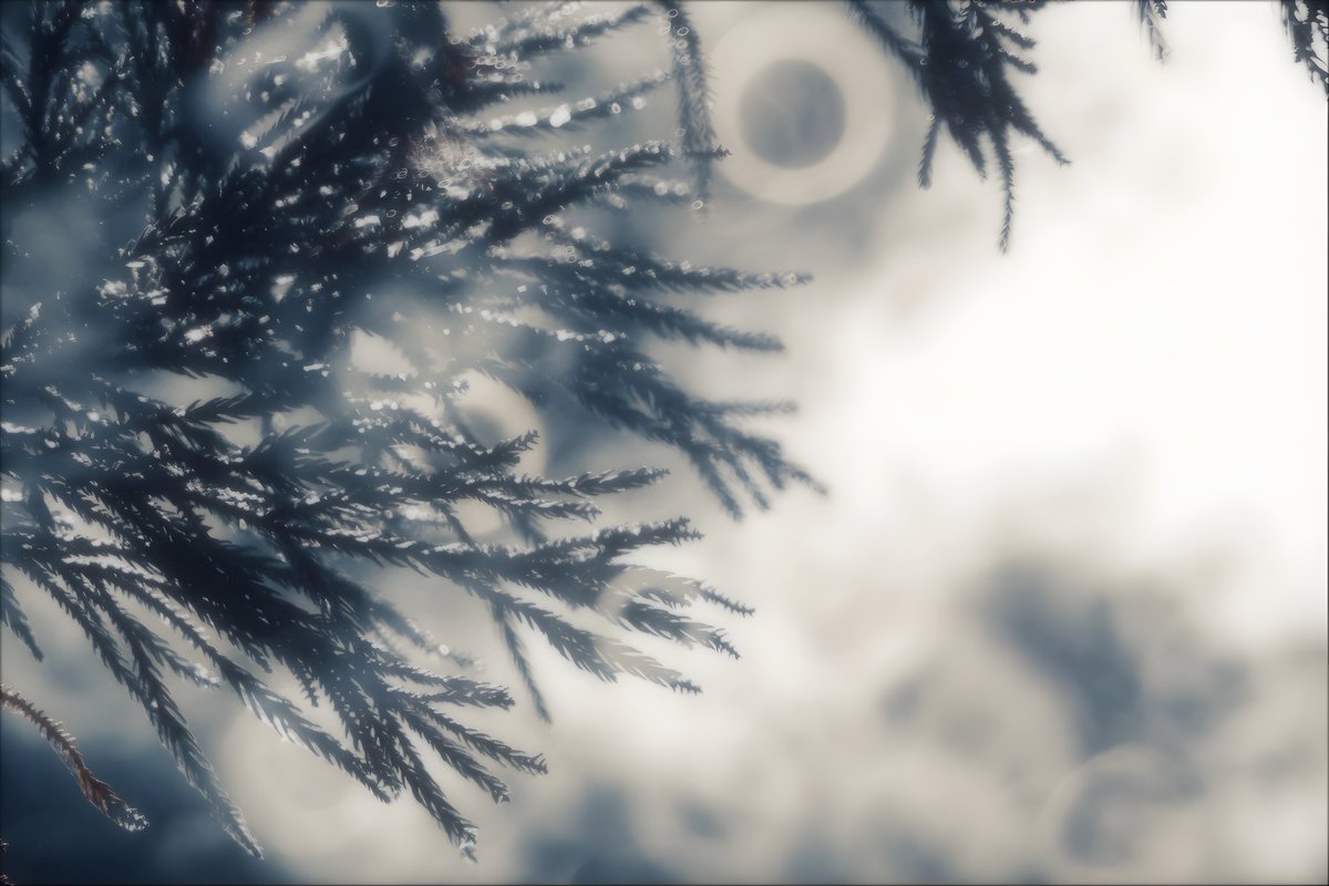 drystknights's tweet photo. Winter came riding on the wind.
Light touched the dry air,
and memory melted into the Veil.
Edge of Liminalis10.7(.transposed)
#写真
#photo
#Reflexlens
#LuminousVeil https://t.co/NCUC67StXW