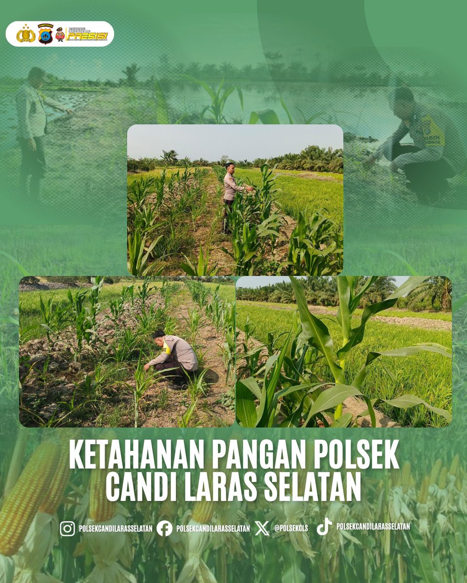 PolsekCLS's tweet photo. Brigadir Alfiansyah melaksanakan monitoring jagung pakan dilahan bapak puri didesa marampiau hilir kec.candi laras selatan.

#swasembadapangan
#ketahananpangan
#poldakalsel
#polrestapin
#POLSEKCANDILARASSELATAN https://t.co/ZgdG6xGalg
