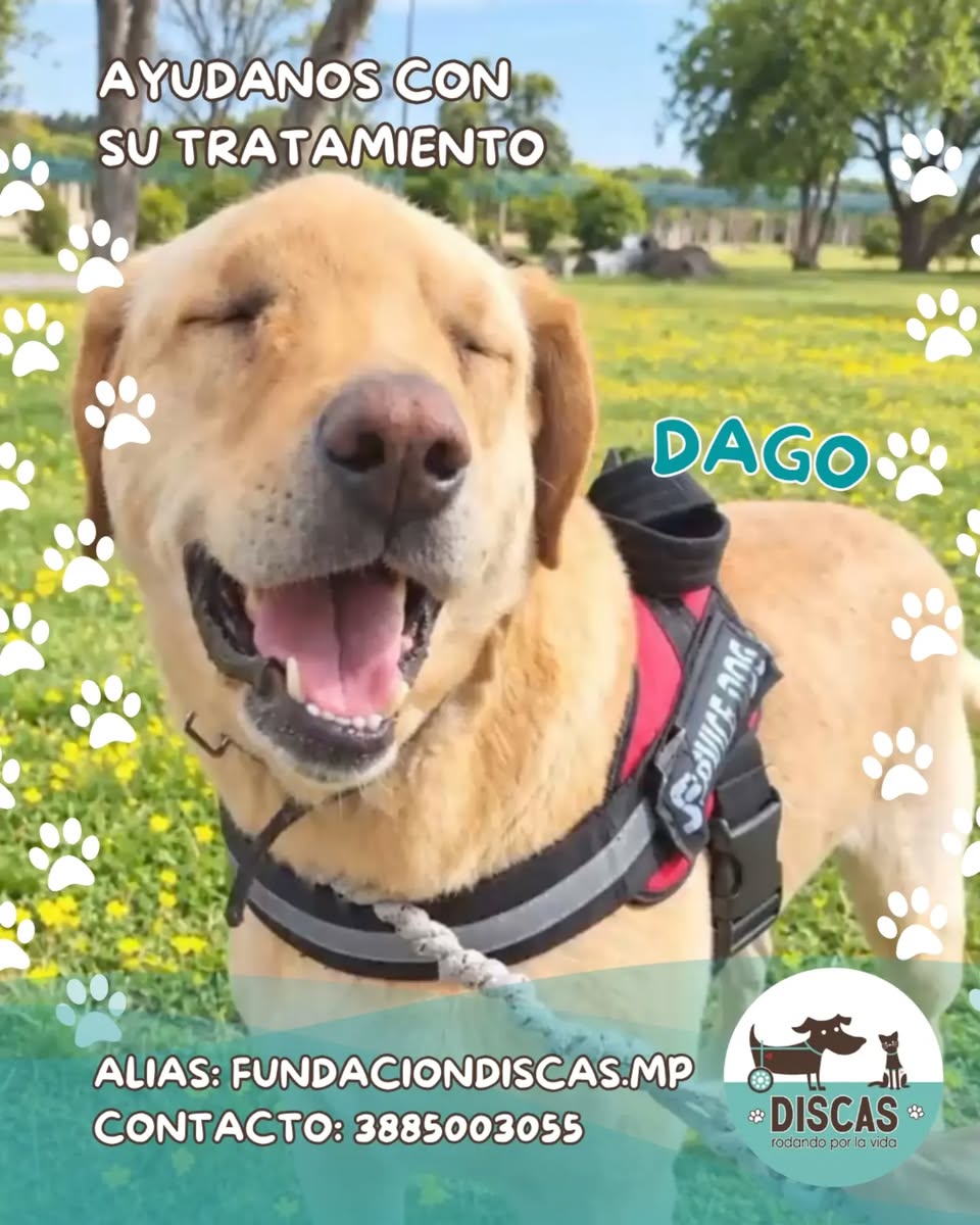 DiscasCba's tweet photo. Dago sigue con quimio por el tumor en la carita, necesita hacerse chequeos rx y laboratorio para poder castrarlo. Nos ayudas donando para su tratamiento, todo pesito suma.
¡Agradecemos a bebo y a sol por pasearlo los domingos un día especial para el campeón!
Contacto: 3885003055 https://t.co/uAFY6Jy8JV