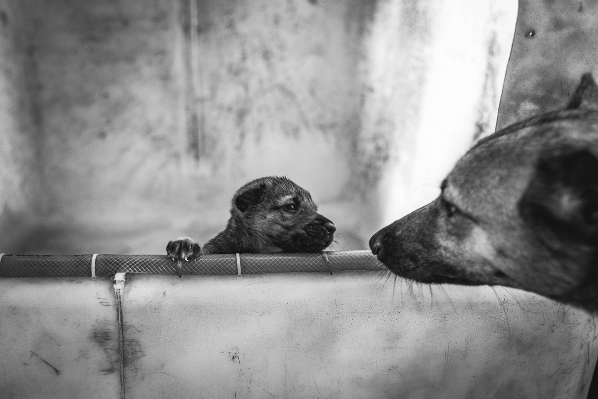 empirepups's tweet photo. 🛁🐶 First Bath, Best Friend by Their Side! 🐾💦
A #puppy’s first bath is a #bigadventure—and it’s even better with a friend for support! From little #splashes to lots of #cuddles, these two are making a #bath time a memory. 🐕❤️ Visit https://t.co/7erCSuLOEQ https://t.co/YlALeJruzo
