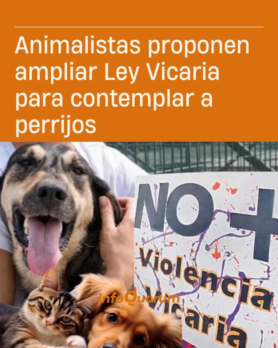 quorum_mx's tweet photo. 🐾🧾⚖️Organizaciones #animalistas hacen una importante propuesta para diversificar la lucha contra la #ViolenciaVicaria al enfocar un punto en el que actualmente la legislación poblana no repara: que es el caso de las #mujeres que son agredidas mediante el daño contra los animales (#perrijos, gatijos o cualquier otro ser sintiente) con los que tienen un vínculo de cuidadoras equiparable al #maternar, sólo que en una familia multiespecie.

🐱🐶“Los animales con quienes una mujer mantiene un vínculo afectivo pueden ser amenazados, sustraídos, ocultados, retenidos, lesionados, abandonados o privados de la vida con la intención de dañarla, controlarla o causarle sufrimiento”, señala la propuesta presentada ante el #Congreso local por la Fundación Patitas Enlodadas y el Observatorio Ciudadano de Protección #Animal #Puebla.🐦🐢

🟠Lee la nota completa en este enlace👇
https://t.co/Invh14NKzb
@OCPA_Puebla @FUNDAPEPUEBLA @CDerechocuidado @MadresVicaria @cam_cai @FNCVVICARIA