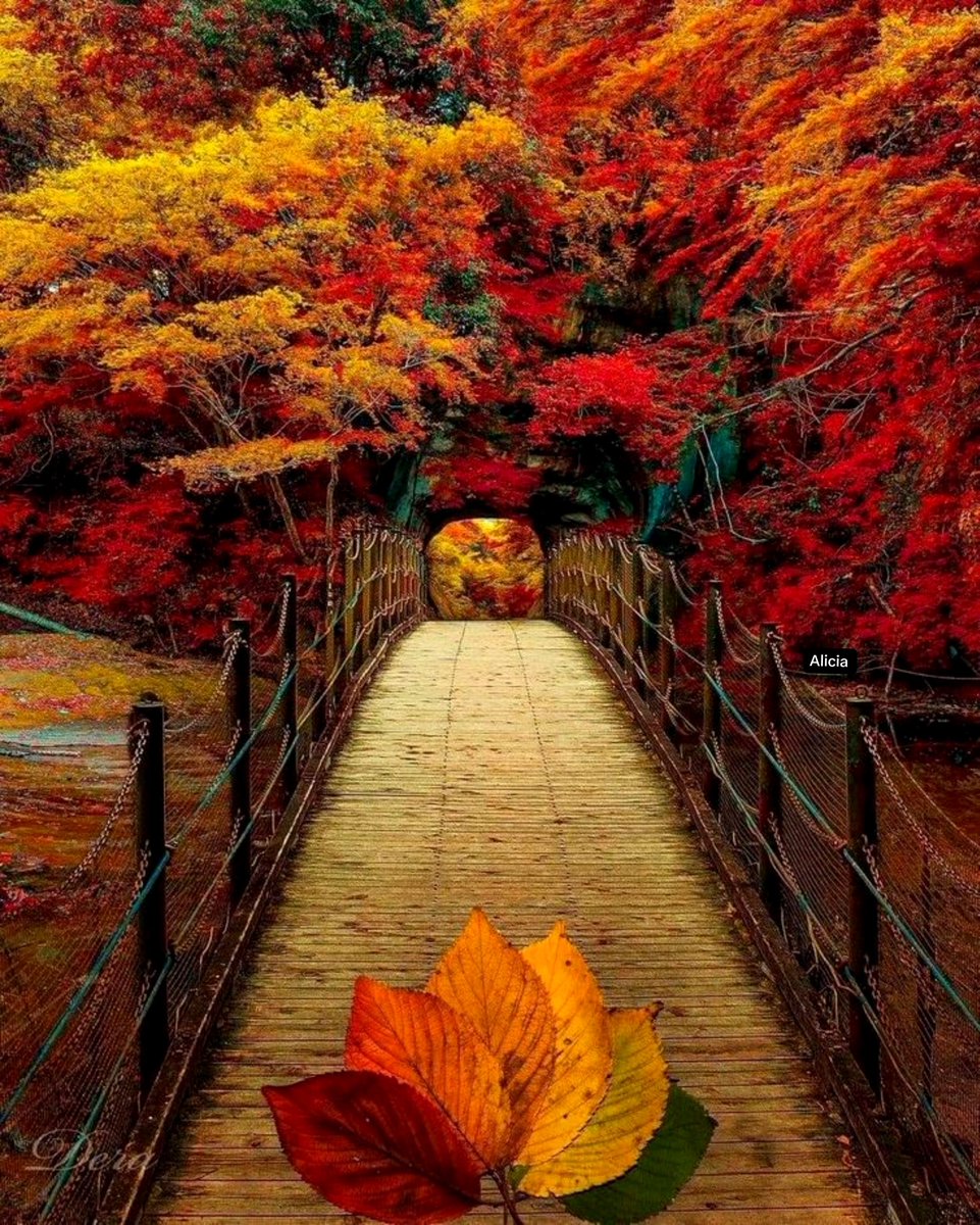AmordAlma_'s tweet photo. 🍂🍁🍂Have a peaceful Wednesday🍁🍂🍁 https://t.co/NLDItC4XWA