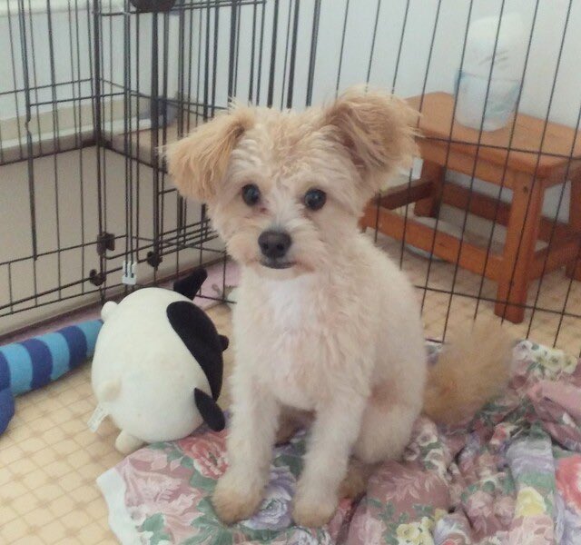 satoya_boshu's tweet photo. ポメプーの男の子生後8か月
推定0歳8ヶ月
♂ 埼玉県

色はクリームで
ポメラニアンとプードルのミックスです。
無駄吠えしません、トイレは決まった場所シートでします、
他のわんちゃんにも問題なくフレンドリーにできます、ご飯の前などマテできます。
男の子なので活発ですが、優しく素直です。 https://t.co/24dRx7eHdq