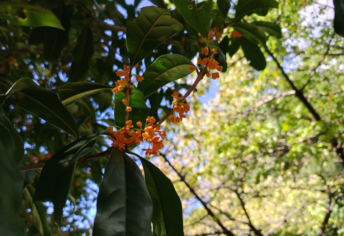 rai_duris's tweet photo. キンモクセイが花をつけていました！

秋ですね https://t.co/CxqYhUUZ88