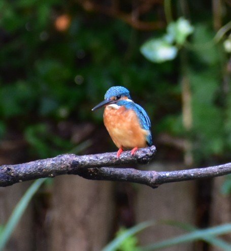 AQUA__Simane's tweet photo. お客さんに出雲大社に鳥を撮りに言ってるって言うと必ず鳩？って聞かれるけどカワセミもおるんだわ😠
権宮司の国麿さんがバードウォッチングが趣味でカワセミのために池まで作らせたの知らんのか
まぁ俺も池の件は最近知ったんだけど😓
 #野鳥撮影 https://t.co/99SV0aVkKq