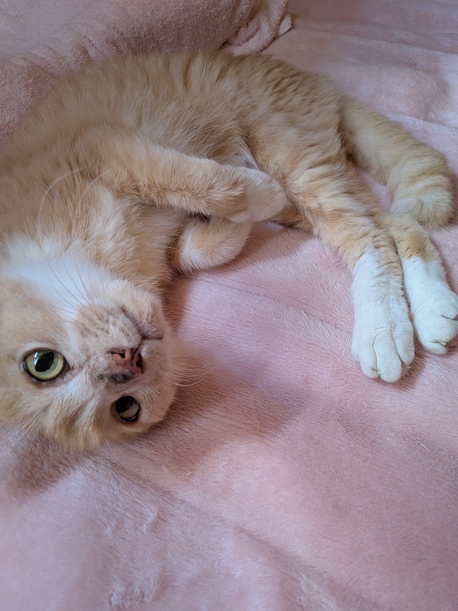 2026neko3's tweet photo. 昨日休薬日で今のところ異常なし✨

夕方の投薬しまーす😺

#りーちゃん
#猫好きさんと繋がりたい
#闘病中 https://t.co/UF4kS6kZrh