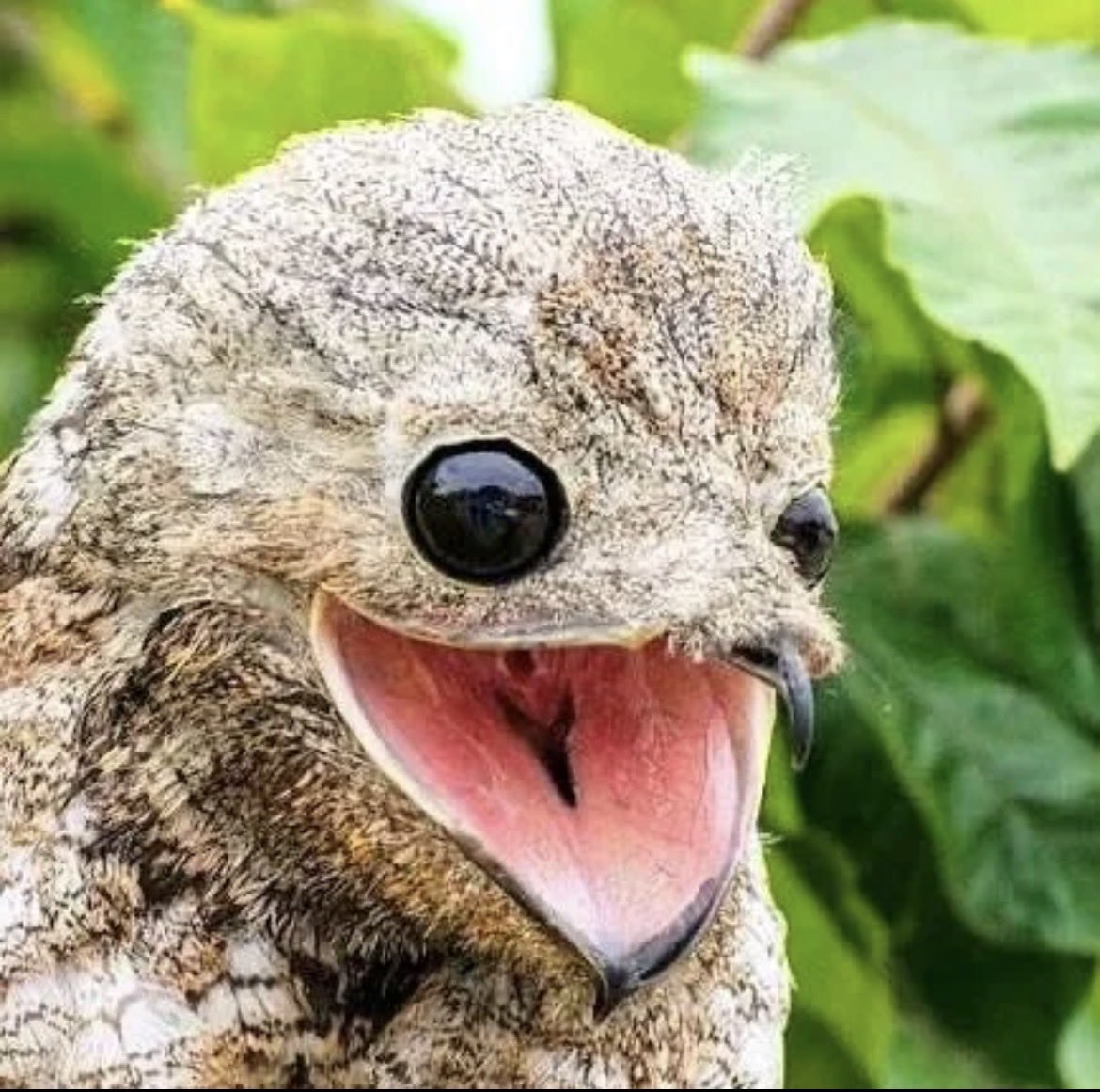 Kirakuboh's tweet photo. Part 100
HealingTime
Kappa river imp
Owl eyes from web
Toad eyes
Dragonfly eyes
癒しの時
河童
赤ちゃん梟の目 webより
蝦蟇の目
トンボの目 https://t.co/lCZ3tTJONi